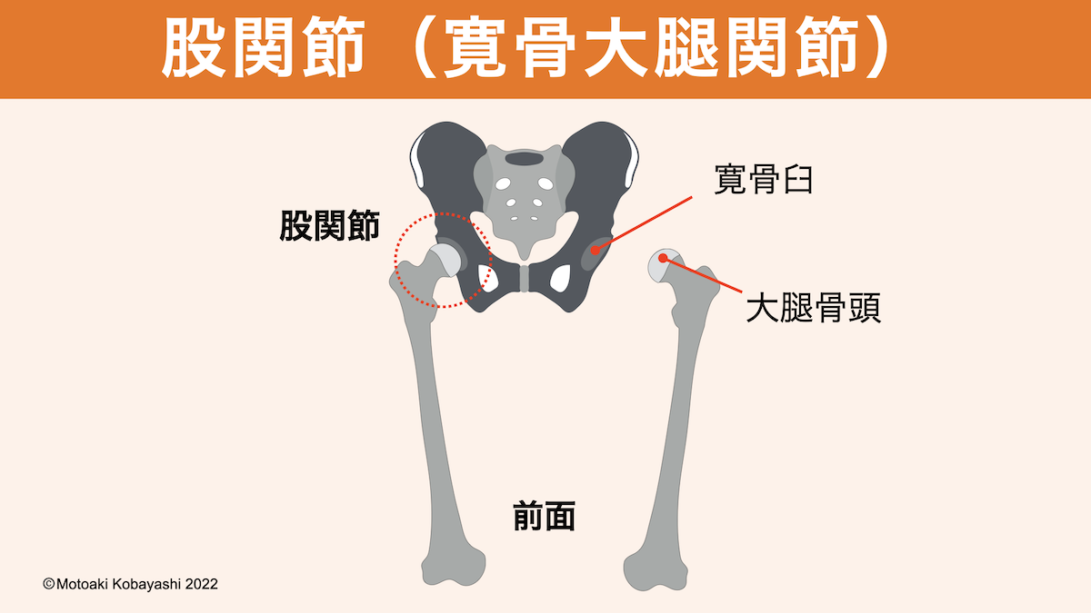 股関節（寛骨大腿関節）の図